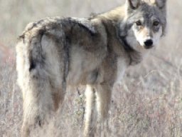 Loup des steppes